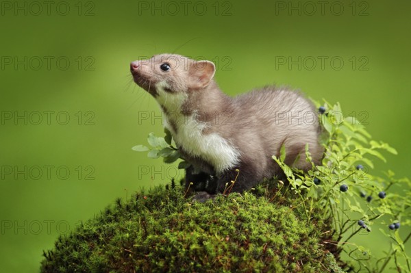 Beautiful cute forest animal. Beech marten, Martes foina, with clear green background. Small