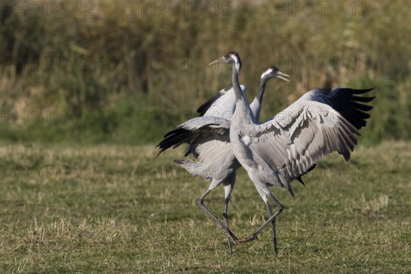 Common Crane (Grus grus) mating, Mecklenburg-Western Pomerania, Germany