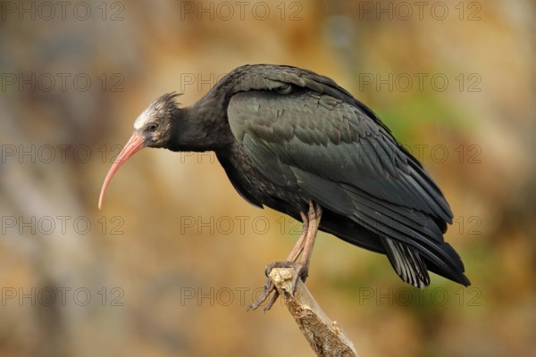 Bald Ibis Geronticus eremita, exotic bird in the nature habitat, evening sun light, during sunset,