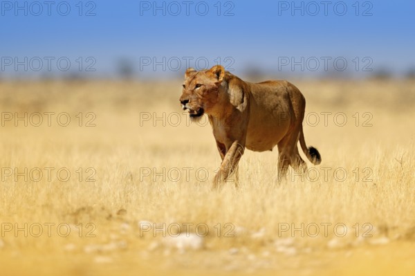 Safari in Africa. Big angry female lion in Etosha NP, Namibia. African lion walking in the grass,