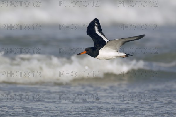 Austernfischer; lat. Haematopus ostralegus; im Ruhekleid über Brandungswellen fliegend;
