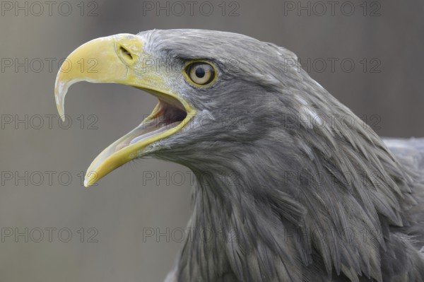 White-tailed Eagle (Haliaeetus albicilla) calling, Lower Saxony, Germany