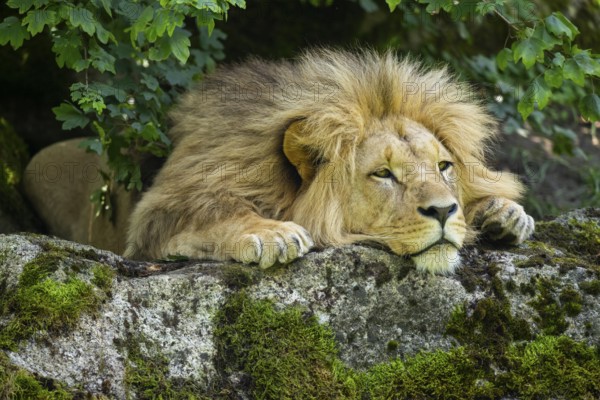 Southern African lion (Panthera leo melanochaita) male, lying on a rock, captive, Zoo Augsburg,