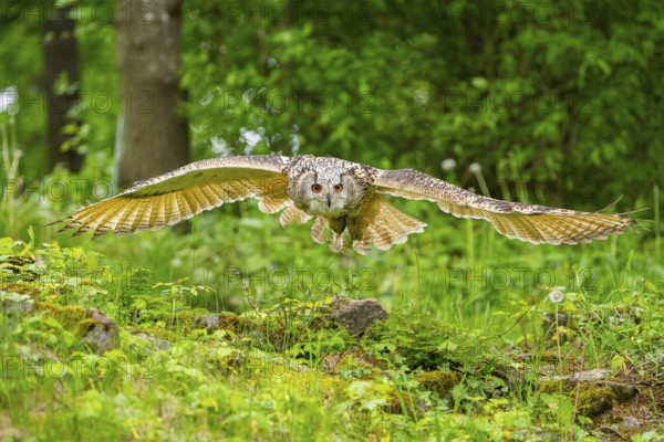 Western Siberian eagle-owl (Bubo bubo sibiricus) flying over a clearing in the forest, Bavaria,