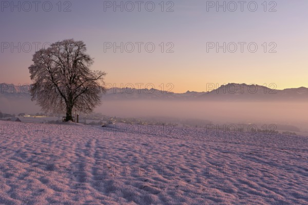 Tree in a freshly snow-covered landscape, behind the Pilatus shrouded in fog, Hohenrain, Seetal,