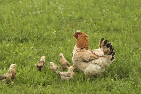 Domestic chicken with a few days old young ones looking for food in a meadow, free-range, organic