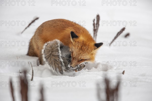 Red fox (vulpes vulpes), Fox hunting eastern gray squirrel (sciurus carolinensis) in winter.