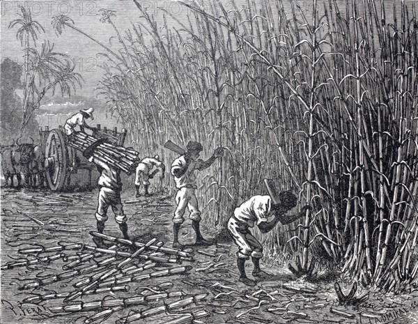 Harvest of sugar cane, c. 1880, Cuba, digitally enhanced reproduction of a 19th century original,