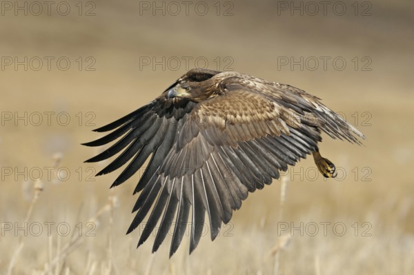 Young eagle in flight... White-tailed eagle (Haliaeetus albicilla), young bird not yet fully