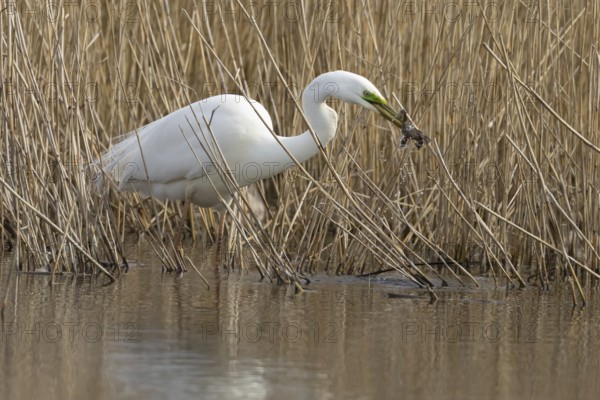 Great white egret (Ardea alba) adult bird in water on the edge of a reedbed with a frog for food in