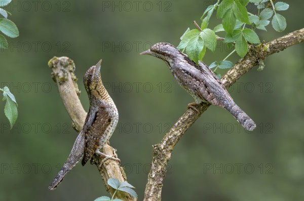 Eurasian wryneck (Jynx torquilia), Limbach, Burgenland, Austria