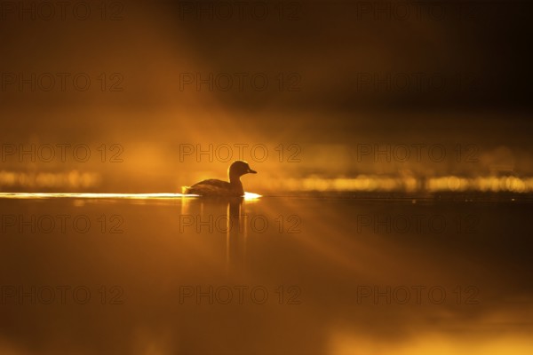Little Grebe (Tachybaptus ruficollis), Gauteng, South Africa