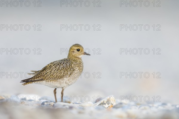 Goldregenpfeifer, Pluvialis apricaria Golden Plover, Pluvialis apricaria