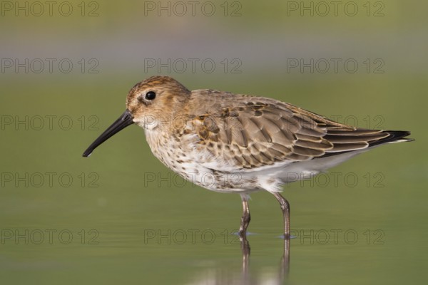 Dunlin (Calidris alpina), Vorarlberg, Austria