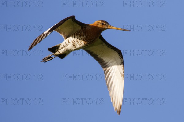 Black-tailed Godwit (Limosa limosa) flying, Netherlands