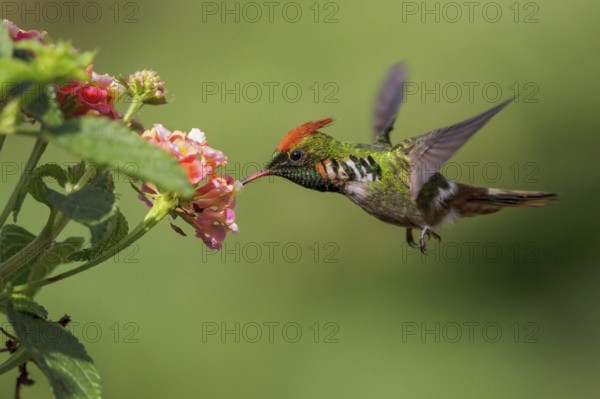 Frilled Coquette (Lophornis magnificus) flying and feeding at a flower in the Atlantic rainforest