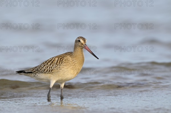 Pfuhlschnepfe (Limosa lapponica), Bar-tailed Godwit, Altvogel im Schlichtkleid, am Strand der