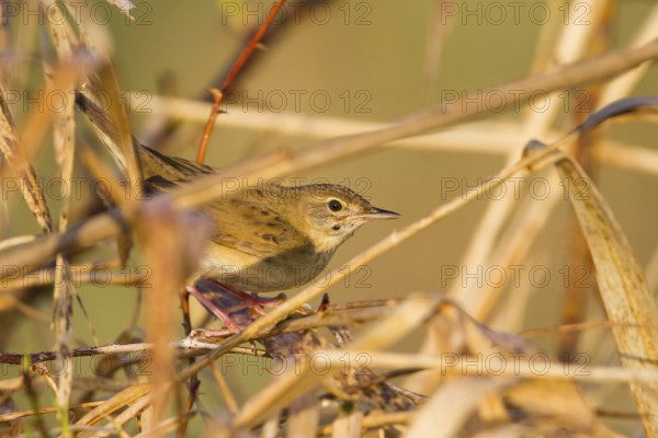 Common Grasshopper Warbler (Locustella naevia), Baden-Wuerttemberg, Germany