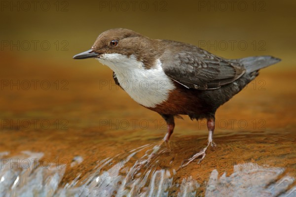 White-throated Dipper, Cinclus cinclus, brown bird with white throat in the river, waterfall in the