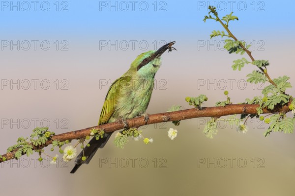 Green Bee-eater (Merops orientalis) with bee prey in beak, Eilat, Israel