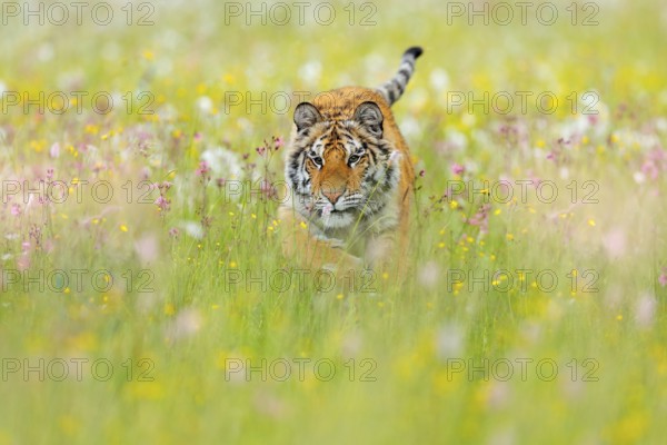 Tiger with pink and yellow flowers. Amur tiger walk in the cotton grass. Flowered meadow with