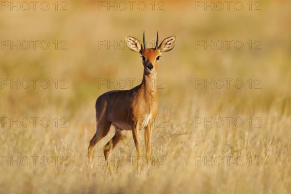 Steenbok, Raphicerus campestris, sunset evening light, grassy nature habitat, Kgalagadi, Botswana.