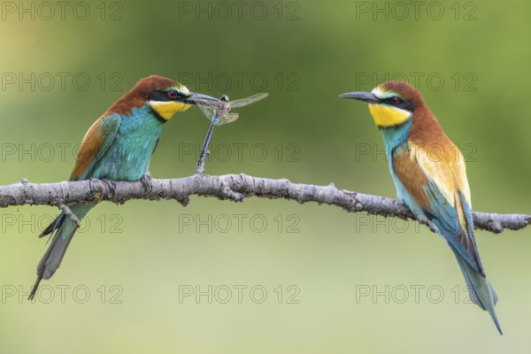 European Bee-eater (Merops apiaster) pair displaying, presentation of a Lesser emperor (Anax