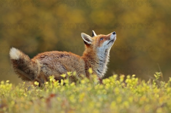 Cute Red Fox, Vulpes vulpes in fall forest. Beautiful animal in the nature habitat. Wildlife scene