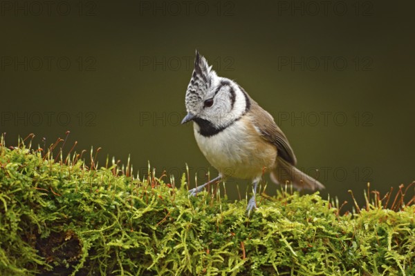 Crested Tit sitting, Songbird on beautiful green moss lichen branch with clear green background.