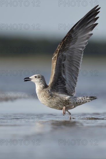 Lesser Black-backed Gull (Larus fuscus fuscus) juvenile taking flight, Mecklenburg-Western