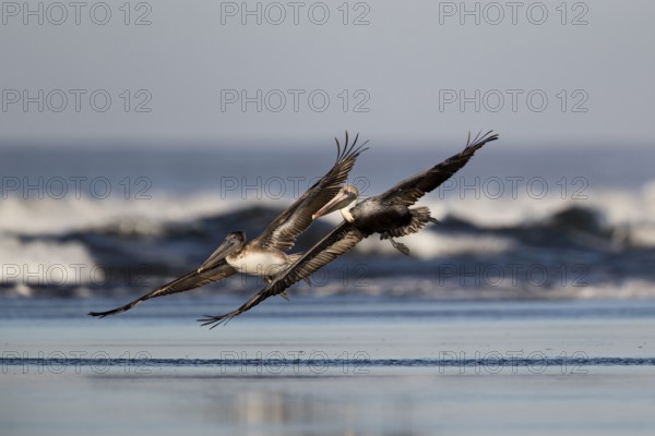 Brown Pelican (Pelecanus occidentalis) juveniles flying over the surf on the beach, Santa Rosa,