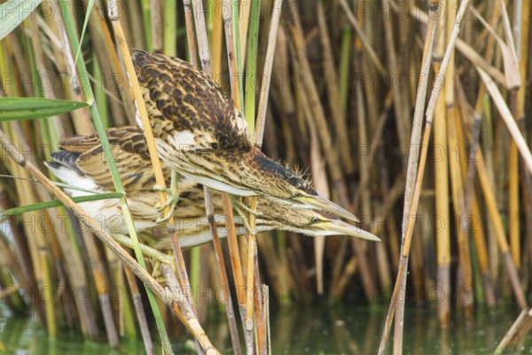 Little Bittern (Ixobrychus minutus) juveniles foraging, Thuringia, Germany