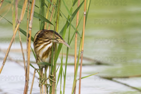 Little Bittern (Ixobrychus minutus) juvenile foraging, Thuringia, Germany