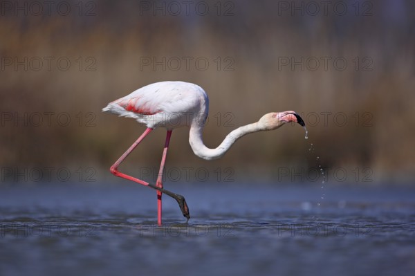 Greater Flamingo, Phoenicopterus ruber, nice pink big bird, head in the water, animal in the nature