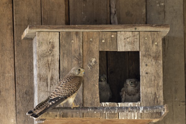 Kestrel (Falco tinnunculus)Female and two young birds at the incubator, village in Münsterland,