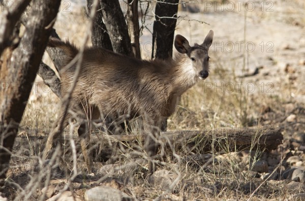 Sambar or sambar deer or horse deer (Cervus unicolor or Rusa unicolor) in the dry forest in