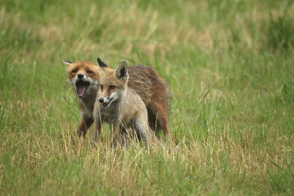 Red fox (Vulpes vulpes) male bites away weaned young, should finally become independent, mown