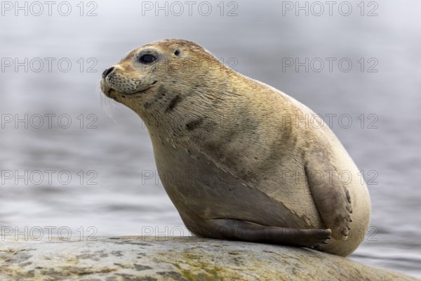 Harbour seal (Phoca vitulina) lying on a stone in the water, Mammals (Mammalia), Gravnesodden,