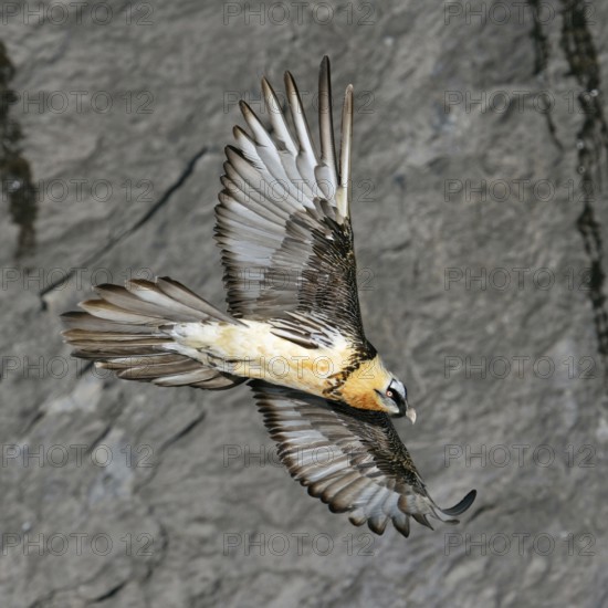 In all its splendour... Bearded vulture (Gypaetus barbatus) gliding in soaring flight upwind along