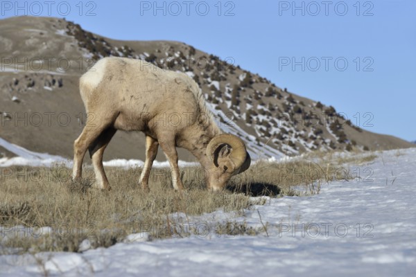 Ram... Bighorn sheep (Ovis canadensis) in winter, male wild sheep, twisted horns, wild sheep in the