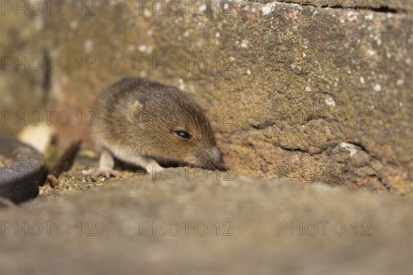 Brown rat (Rattus norvegicus) juvenile baby rodent animal emerging from a hole in an urban