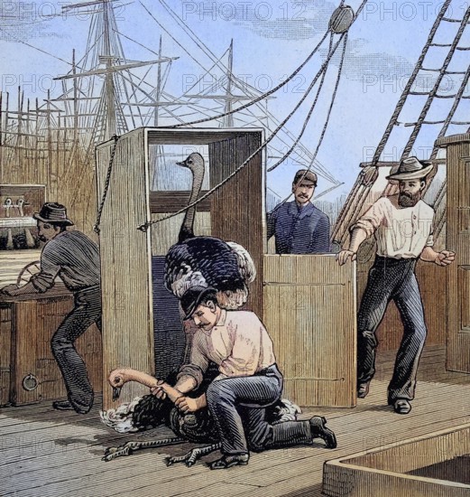 The transport of ostriches from South Africa to Australia by ship, an escaped ostrich is
