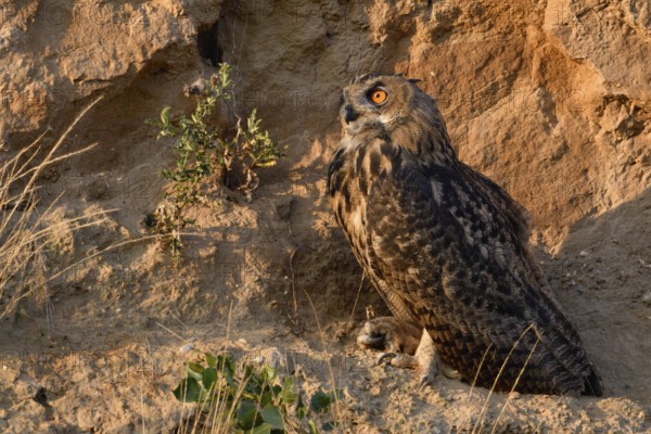 In the late light... European Eagle Owl (Bubo bubo) in the wall of a sand pit, becomes active at