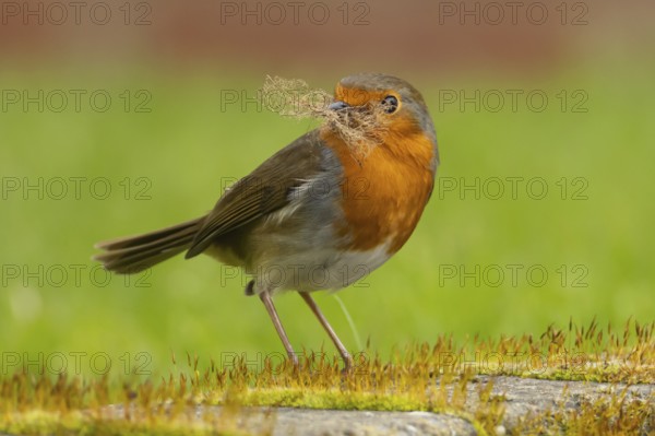 European robin (Erithacus rubecula) adult bird in an urban garden with nesting material in its beak