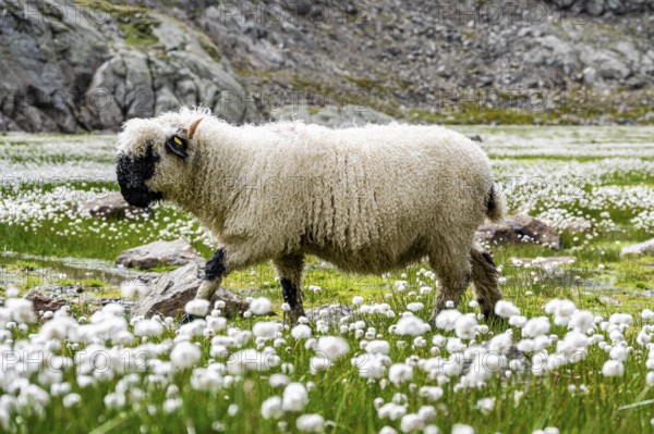 Valais Blacknose sheep (Ovis gmelini aries), in meadow with flowering white cotton grass, high