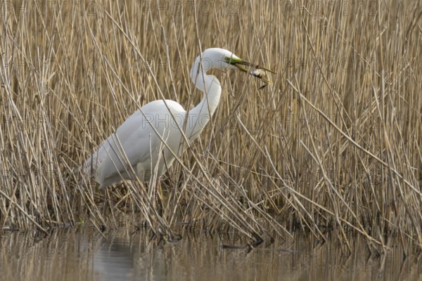 Great white egret (Ardea alba) adult bird in water on the edge of a reedbed with a frog for food in