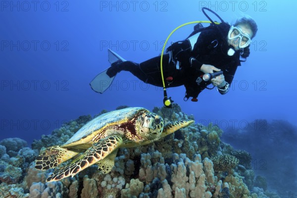 Underwater photo of diver looking at swims next to Hawksbill sea turtle (Eretmochelys imbricata)