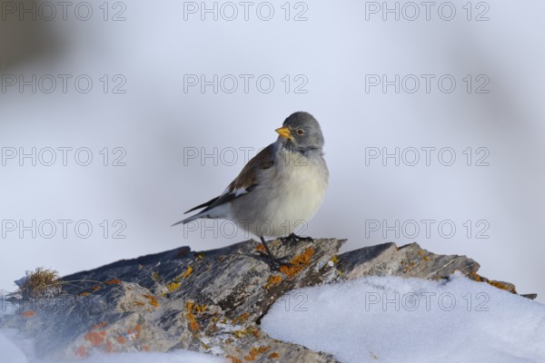 Snowfinch (Montifringilla nivalis), a bird sitting on a stone covered with snow in a wintry