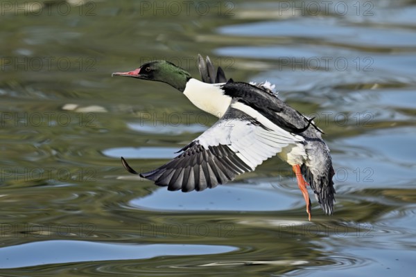 Goosander (Mergus merganser), male in flight, Flachsee nature reserve, Freiamt, Canton Aargau,