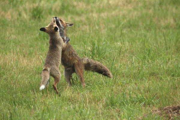 Red fox (Vulpes vulpes) male and weaned young playing on a mown meadow in light rain, Allgäu,